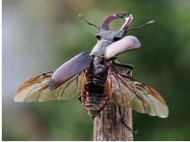 LucanusCervus1